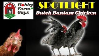 HFG Farm Animal Spotlight: Dutch Bantam Chicken