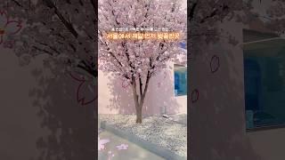 서울에서 벚꽃 제일 먼저 핀곳..˖° 루이비통서울도산