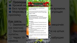 основные правила выращивания моркови