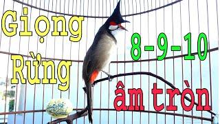 Luyện Giọng VÍP Cho Chào Mào Má Trắng ÂM -7-8-9- Kích Bổi Đấu Ché - Chào Mào Non Dễ Học -Giọng Hay