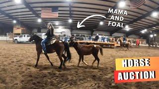 LOW PRICE Horse Auction!