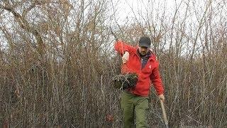 Выкопка саженцев лесной черешни в заброшенном саду. Неожиданное открытие