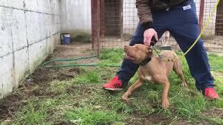 Apbt joocko red boy