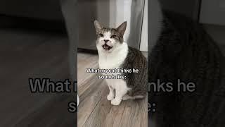 Sven coming in with the crispy meows! #catmeow #talkingcat #cat #catmeowing
