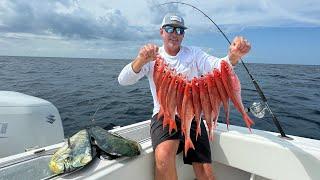 Giant Bait Balls get Attacked by Sharks! (Snapper and Mahi Mahi Catch Clean Cook)