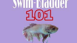 Swim Bladder 101 [] Betta Fish - Blazing Bettas