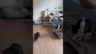 4번째 아빠 구하는 고양이 #shorts #shortvideo #고양이 #시트콤