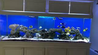 My 300g aquarium fish tank aquarium FOWLR