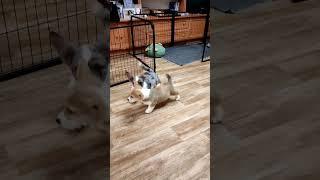 Corgi