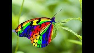 Most beautiful butterflies in the world 2020