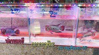 Cichlid fish, Chatuchak Market, 20 November 2014