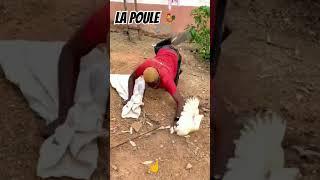 La poule