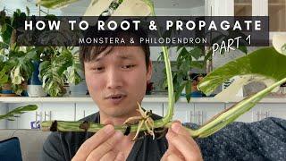 How to Root & Propagate Monstera & Philodendron, Part 1 | Care Guide, Rooting & Propagation | Ep 67