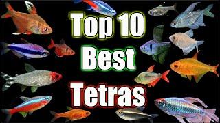 Top 10 BEST Tetras in The World!