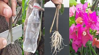 How to Propagate Bougainvillea from Cuttings|Bougainvillea grow from cutting#Shorts