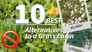 10 Ground Cover Plants to Replace Your Lawn