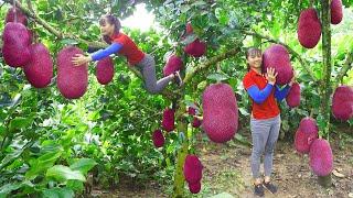 Harvesting sapodilla fruit goes to market sell - Harvest jackfruit go to sell | Phuong Daily Harvest