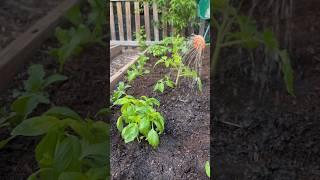Alaska Fish Fertilizer for Gardening