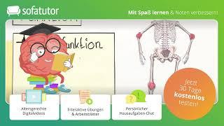 Knochen –  Bau und Funktion (Basiswissen) einfach erklärt – Biologie 5. & 6. Klasse