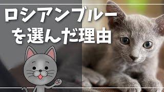 付かず離れずの楽な関係をお求めの方に最高の猫種【ロシアンブルー】