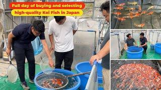 Full day of buying and selecting High-Quality Koi Fish in Japan