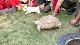 Tortoise outraces a hare, like in a fable