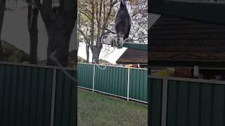 this baby magpie was brought to my door by it's mother during a strong strom