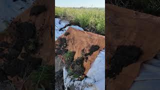 Preparing a Ditch   4K #floodirrigation #canal #farming #ancienttechnology