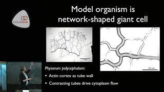 Fluid flows shaping morphology - Karen Alim