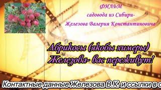 Абрикосы (якобы "химеры")  Железова  вас переживут!