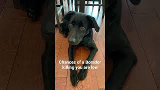 Chances of a Borador killing you… #borador #dog #humor #funnydogvideos