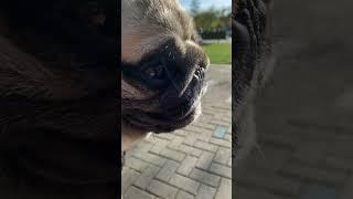 #pug #puglife #handsome turned on the fountain #shortvideo #shortsvideo #shorts #short #мопс #dog