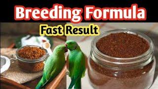 Breeding formula for birds in urdu/hindi|Best breeding formula for birds|breeding formula