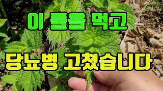 당뇨병에 특효!! 당뇨합병증으로 인한 시력상실을 막아준다~