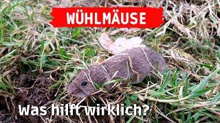 Wühlmäuse im Garten loswerden - ich probiere Wühlmäuse zu bekämpfen & vertreiben