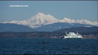 Western Prince Whale Watching - March 10, 2018 - Bigg's Killer whales and more!