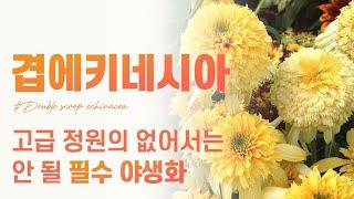 ‍‍‍겹 에키네시아 7종‍‍‍ 여름정원의 필수식물! 구하기도 어려운 겹에키네시아! 더케이야생화에는 전부 다 있습니다.
