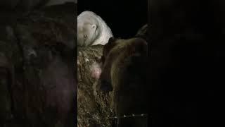 Polar Bear vs Grizzly Bear #shorts #bear