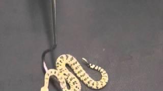 Crotalus cerastes, Sidewinder Venom Extraction