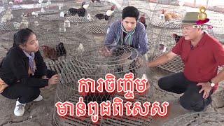 បច្ចេកទេសចិញ្ចឹមមាន់ពូជនៅកសិដ្ឋានវិមានបក្សី