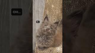  Baby Wanted Mama's Love | Cute Maine Coon Cat #kitten