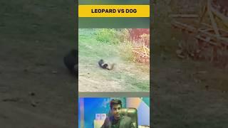 Devil Leopard Attacks on Street Dog in India