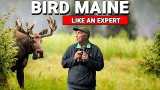 How To BIRD MAINE Like An Expert