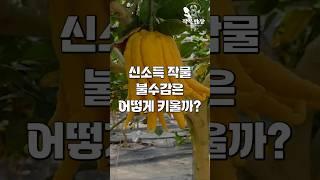 신소득작물 불수감 재배 노하우 알려드립니다.