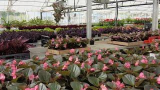 Thousands of flowers, plants make their debut at Churchill Downs for Derby weekend