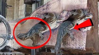 Monitor lizards! Body cut in two | In terrifying seconds a giant lizard emerged