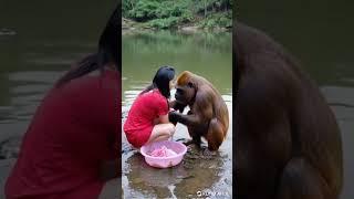 What about the woman who married the gorilla?.#gorillababy #cute #animals #gorilla #baby