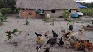 VIDA DE QUEM VIVE NA ROÇA/ALIMENTANDO OS ANIMAIS E COLHENDO FEIJÃO FAZENDO DOCE