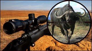 Thinking of Hunting Africa - WATCH THIS