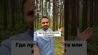 Где лучше, в Египте или в Беларуси?
